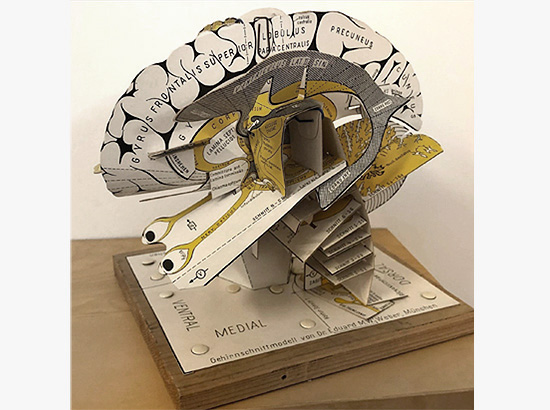 Papiermodell des Gehirns als Anschauungsobjekt