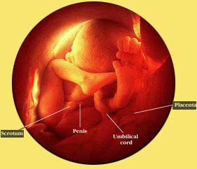 Foto aus dem Bereich Embryologie aus dem sich sich viel Wissen in der Osteopathie ableitet