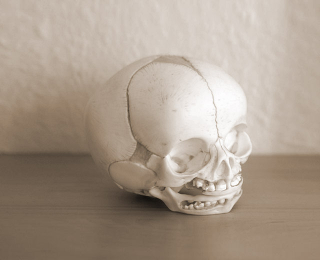 Bild vom cranium - Ein Modell des Schädels